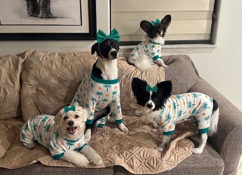 Tammy's four adorable office dogs dressed in matching palm tree pajamas